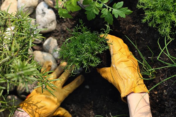 ¿Cuál es la diferencia entre horticultura y olericultura?